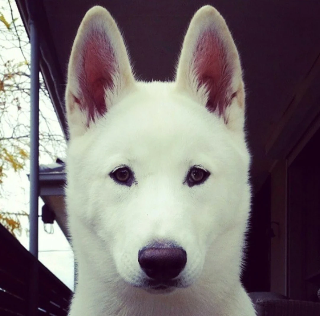 Original photograph of Polar looking directly at the camera